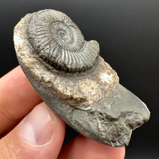 Dactylioceras Ammonite Fossil Gift Set - Whitby, North Yorkshire Jurassic Coast Yorkshire Fossils