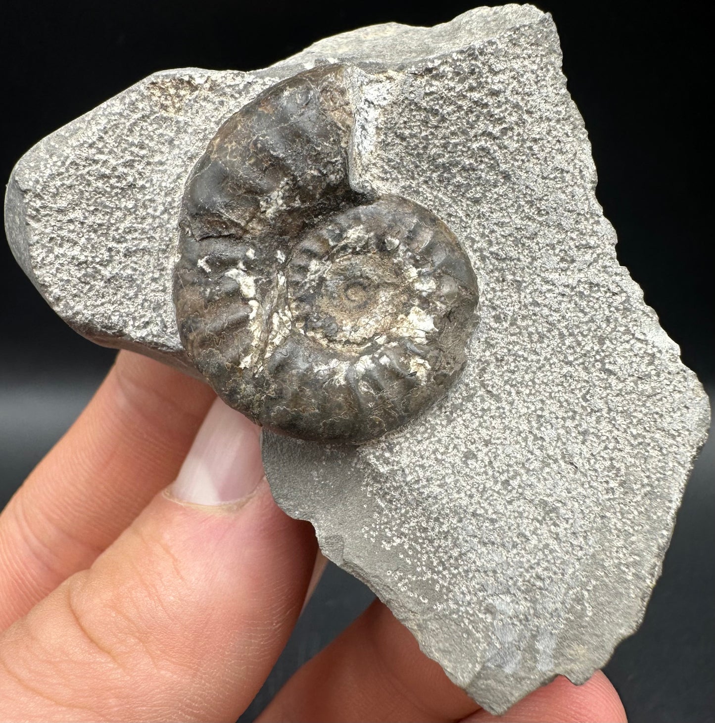 Grammoceras thoaurense Ammonite shell fossil with box and stand - Whitby, North Yorkshire, Yorkshire Fossils from the Jurassic Coast