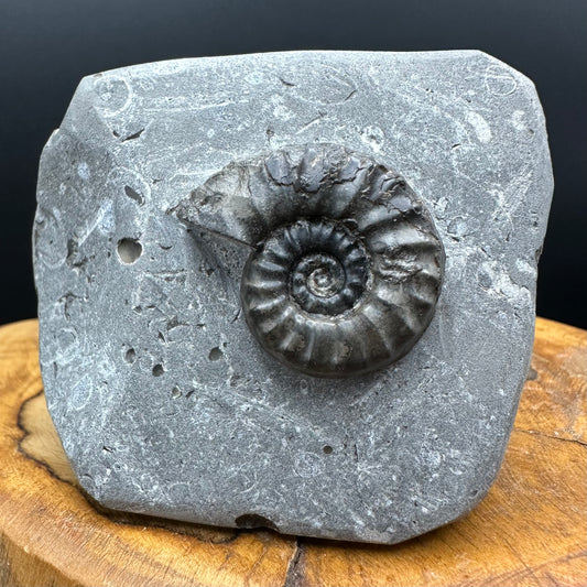 Eugassiceras Ammonite shell fossil with box and stand - Whitby, North Yorkshire Jurassic Coast Yorkshire Fossils