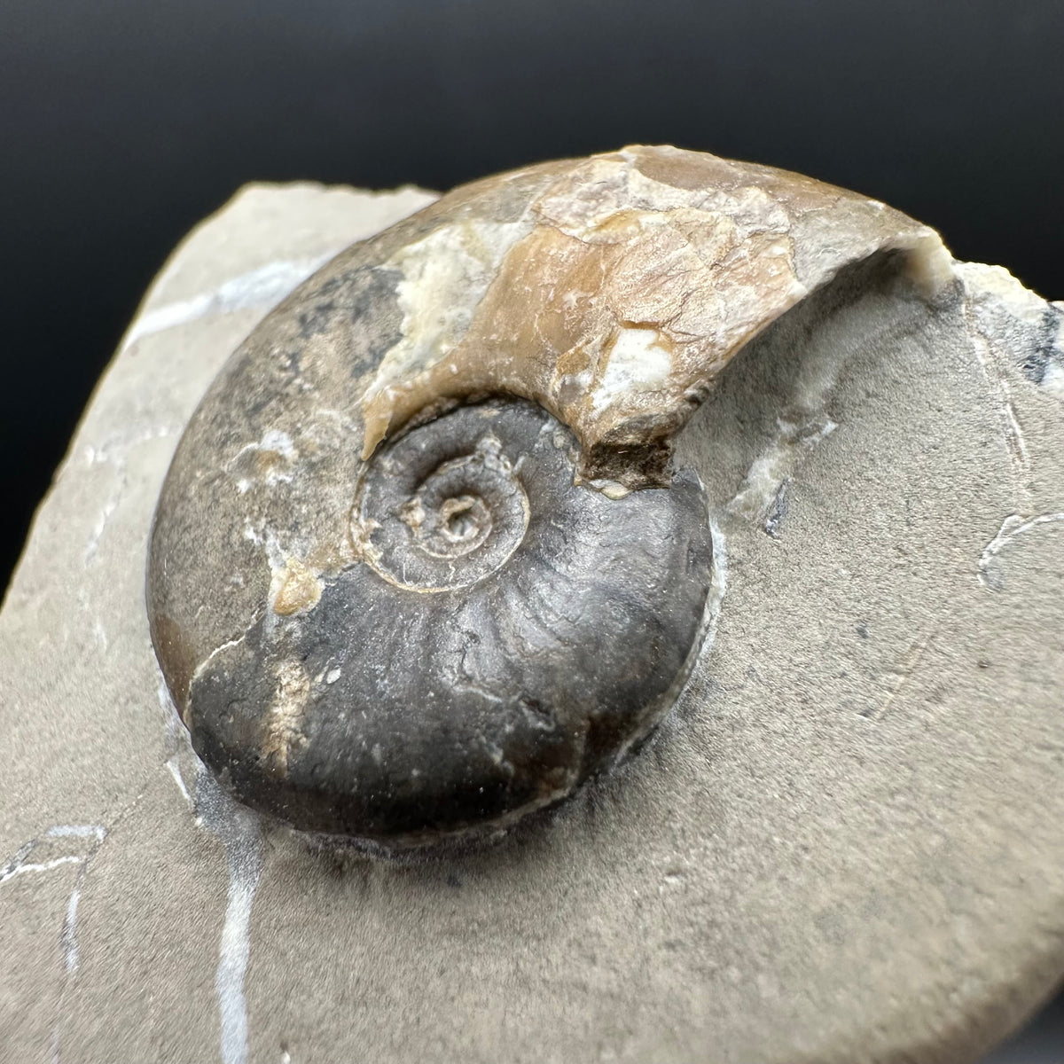 Amaltheus striatus ammonite fossil with box and stand - Whitby, North Yorkshire Jurassic Coast Yorkshire Fossils