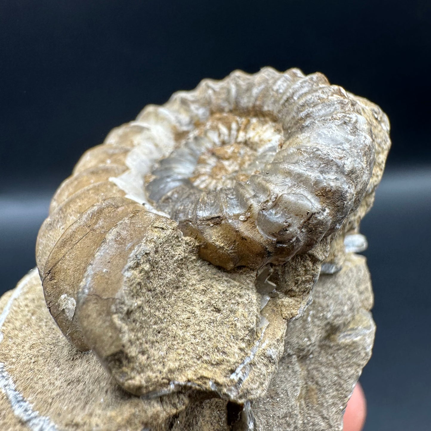 Androgynoceras capricornus Ammonite fossil with box and stand - Whitby, North Yorkshire Jurassic Coast Yorkshire Fossils