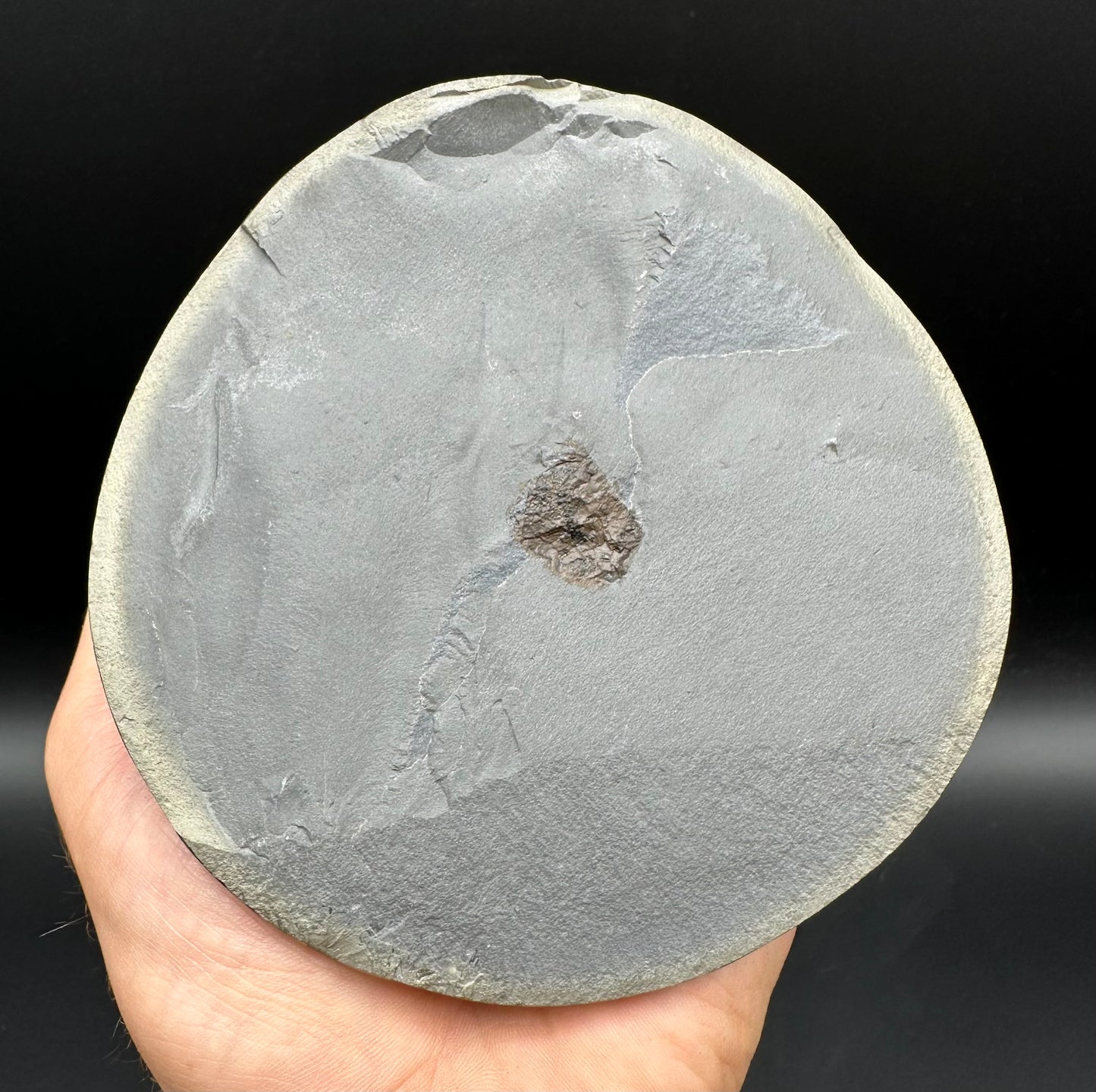 Golden Egg (IMPLANT) Ichthyosaur Vertebra fossil with stand - Whitby, North Yorkshire Jurassic Coast