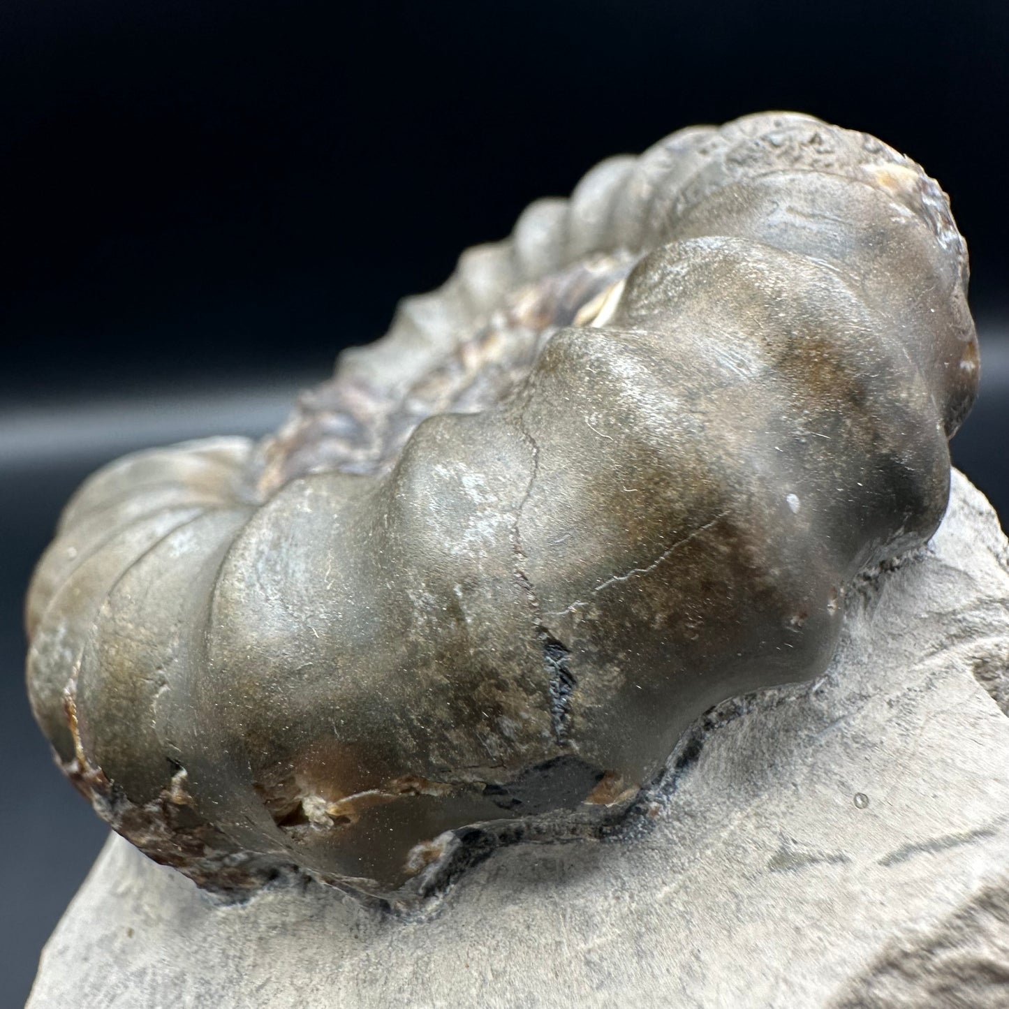 Androgynoceras maculatum ammonite fossil with gift box and stand - Whitby, North Yorkshire Jurassic Coast Yorkshire Fossils