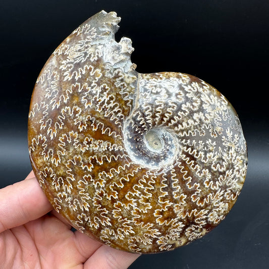 Cleoniceras Ammonite Fossil With Box And Stand - Cretaceous Ammonite Madagascar