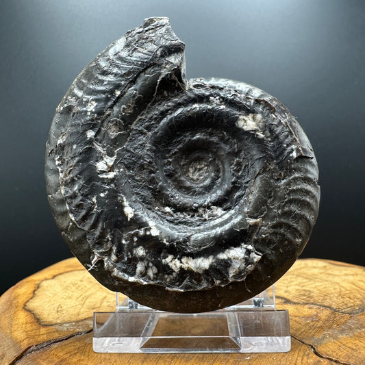 Hildoceras Bifrons Ammonite fossil with box and stand - Whitby, North Yorkshire Jurassic Coast, Yorkshire Fossils from the Jurassic Coast