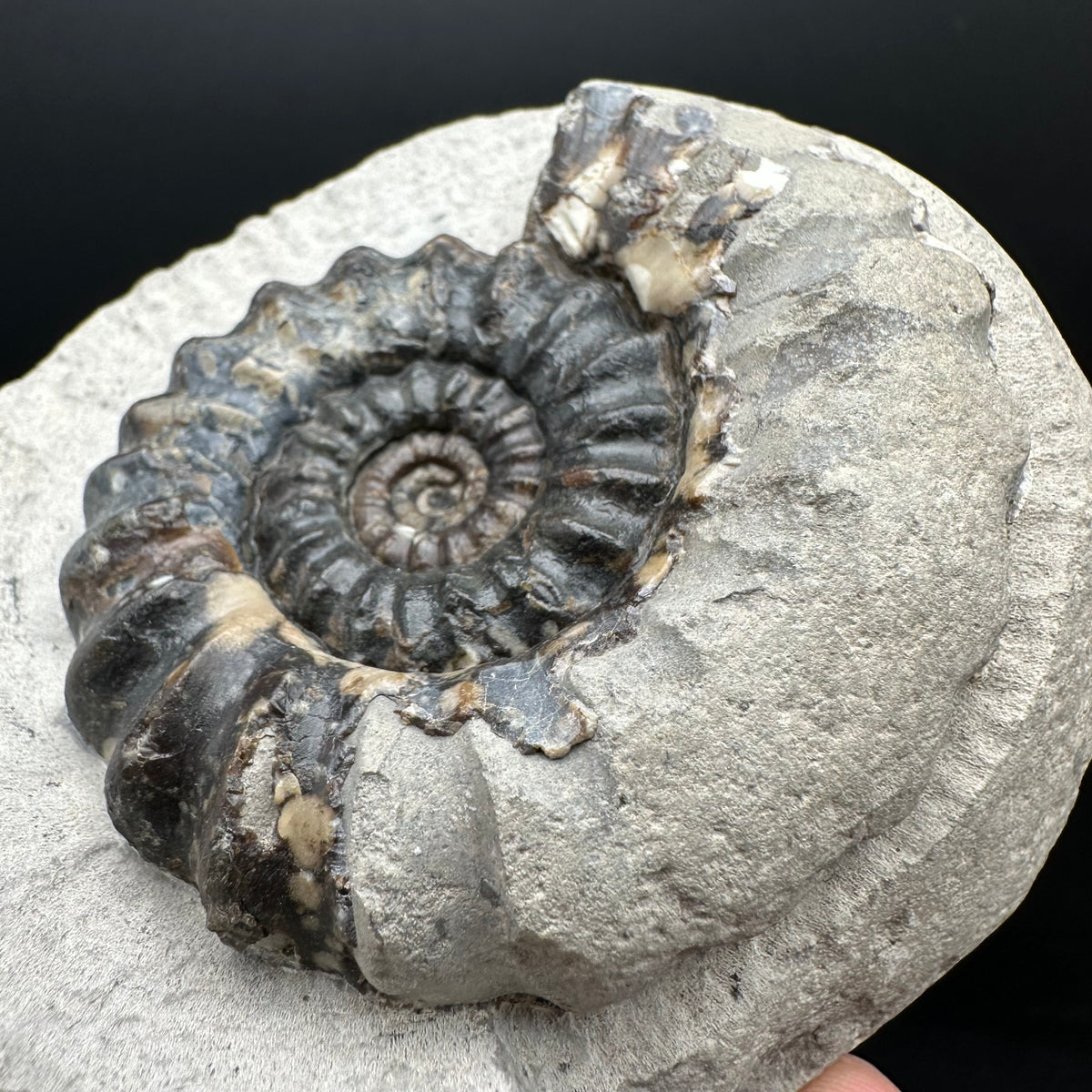 Androgynoceras maculatum ammonite fossil with box and stand - Whitby, North Yorkshire Jurassic Coast Yorkshire Fossils