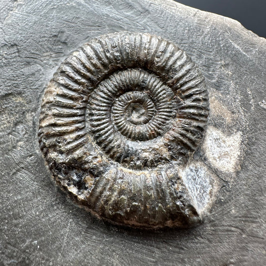 Dactylioceras Ammonite Fossil With box and Stand - Whitby, North Yorkshire Jurassic Coast Yorkshire Fossils