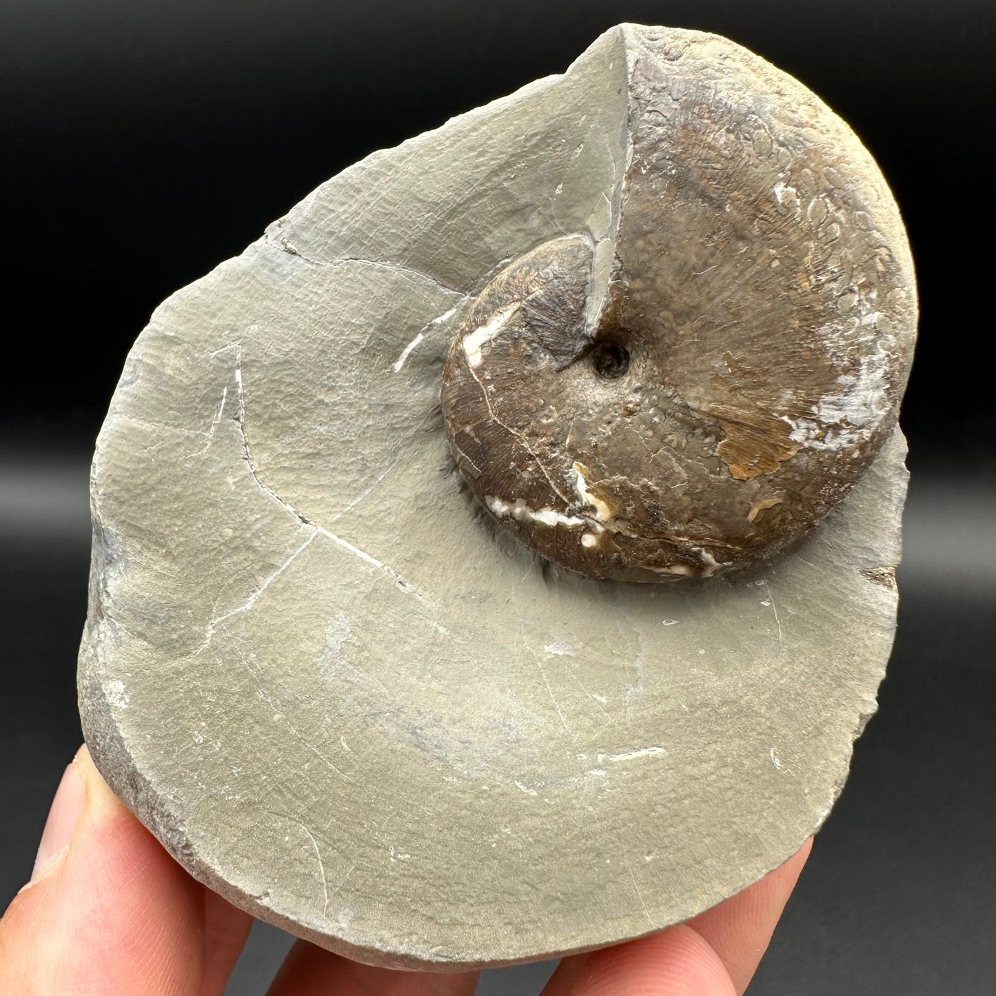 Phylloceras ammonite fossil with box and stand - Whitby, North Yorkshire Jurassic Coast, Yorkshire fossils