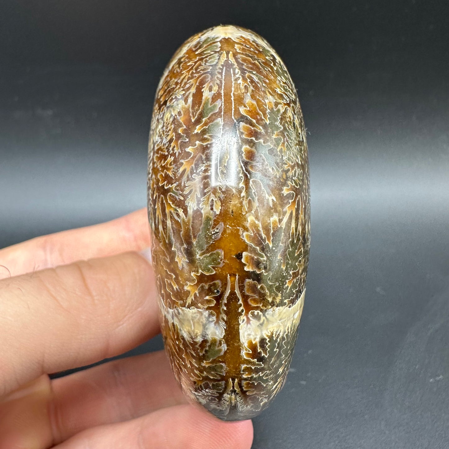 Puzosia Ammonite Fossil With Box And Stand - Cretaceous Ammonite Madagascar