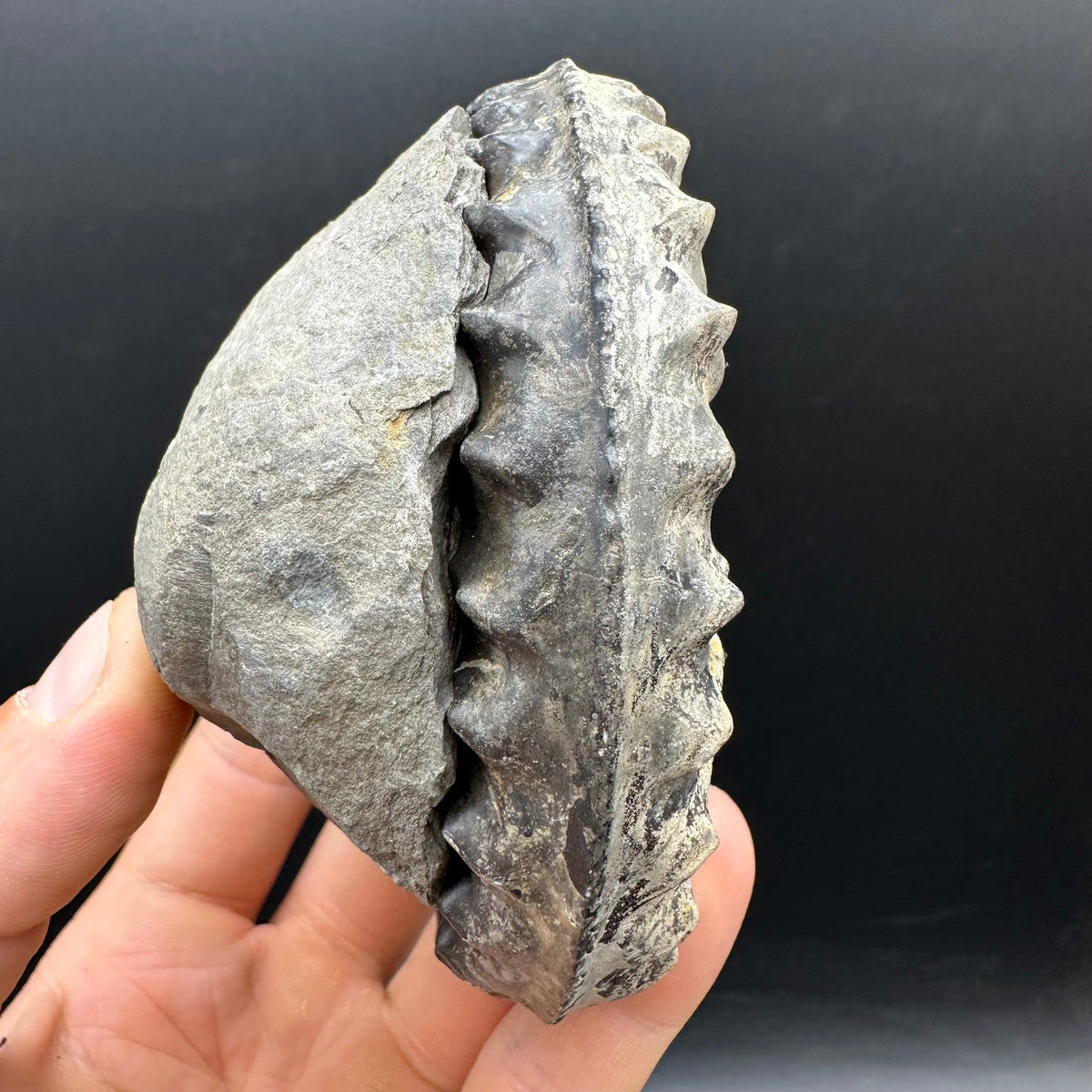 Pleuroceras hawskerense Ammonite fossil with box and stand - Whitby, North Yorkshire Jurassic Coast, Yorkshire fossils