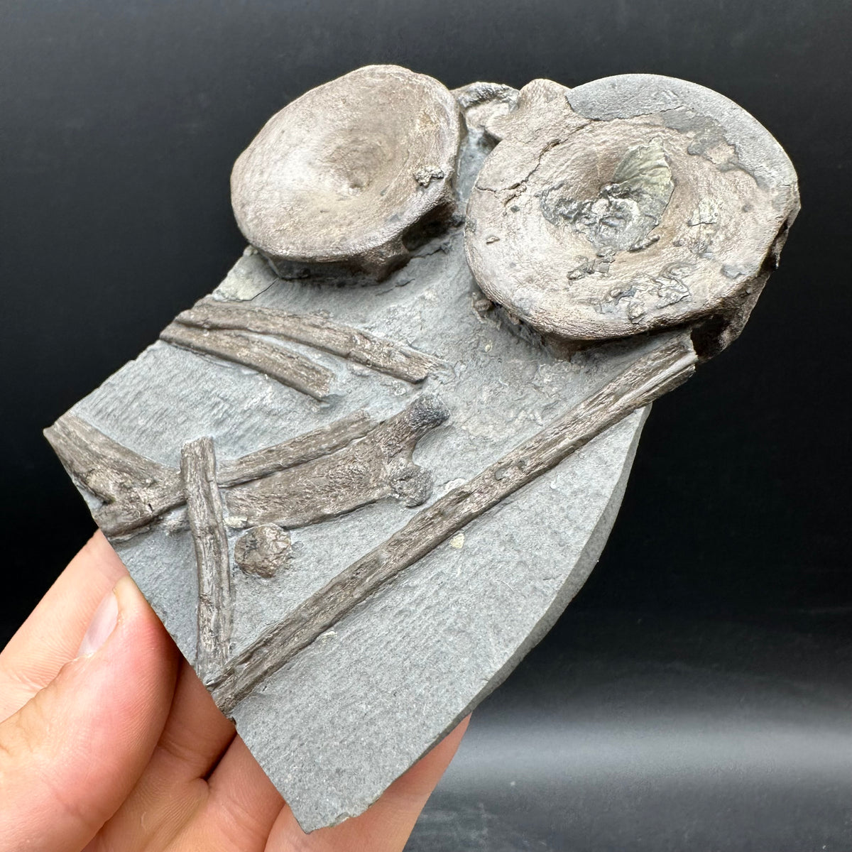Ichthyosaur Vertebrae fossil / ribs with box and stand - Whitby, North Yorkshire Jurassic Coast, Yorkshire fossils found on the Jurassic Coast
