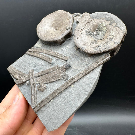Ichthyosaur Vertebrae fossil / ribs with box and stand - Whitby, North Yorkshire Jurassic Coast, Yorkshire fossils found on the Jurassic Coast