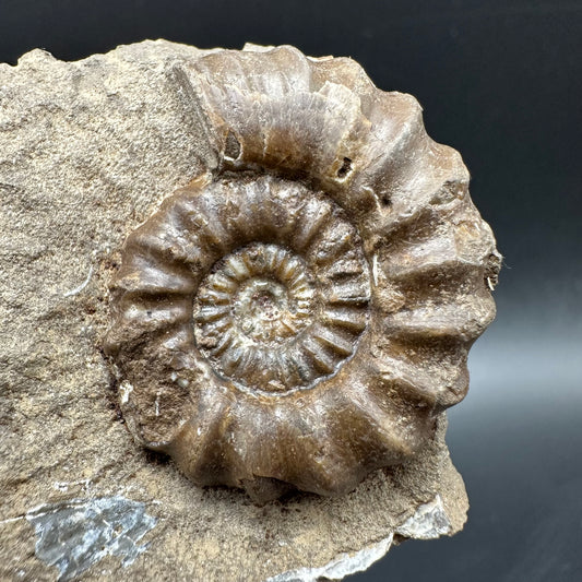 Androgynoceras capricornus Ammonite Fossil With Box And Stand - Whitby, North Yorkshire Jurassic Coast Yorkshire Fossils
