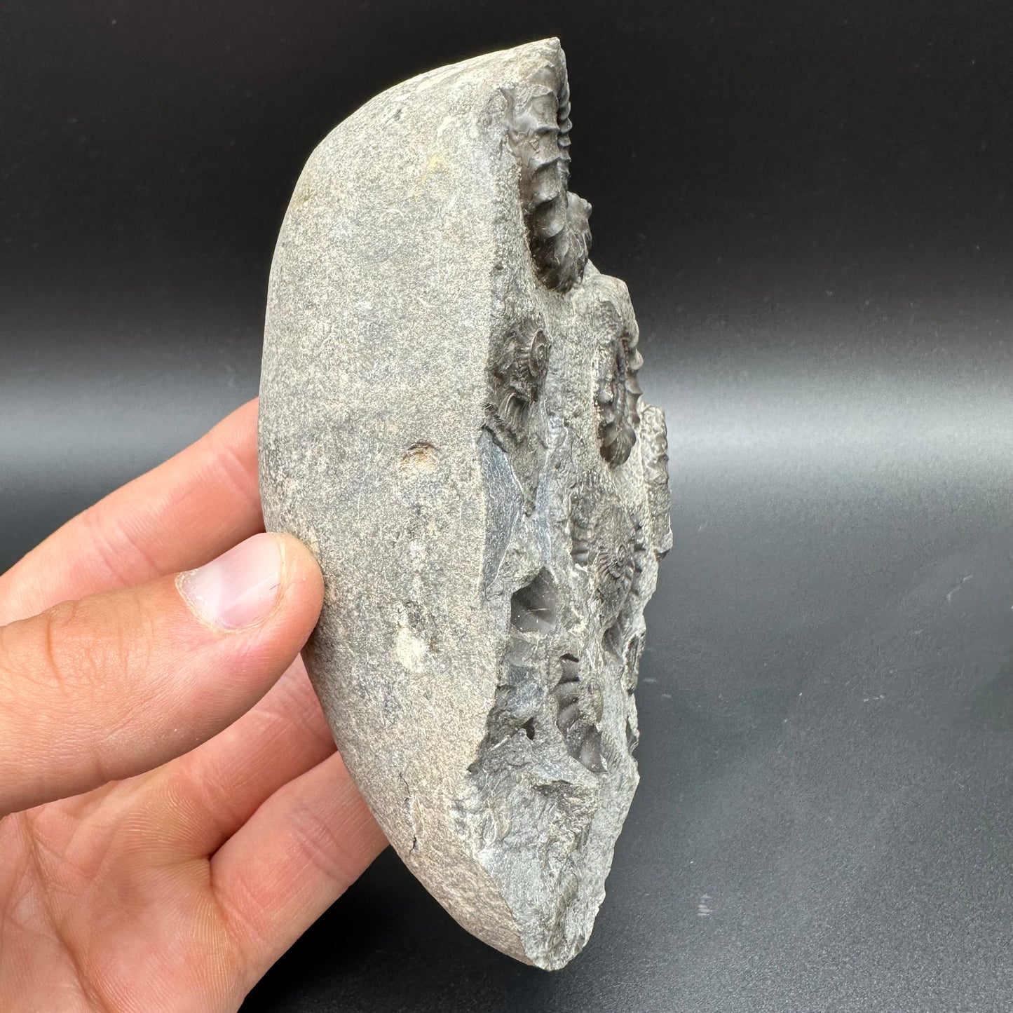 Arnioceras ammonite shell fossil with box and stand - Whitby, North Yorkshire Jurassic Coast Yorkshire Fossils