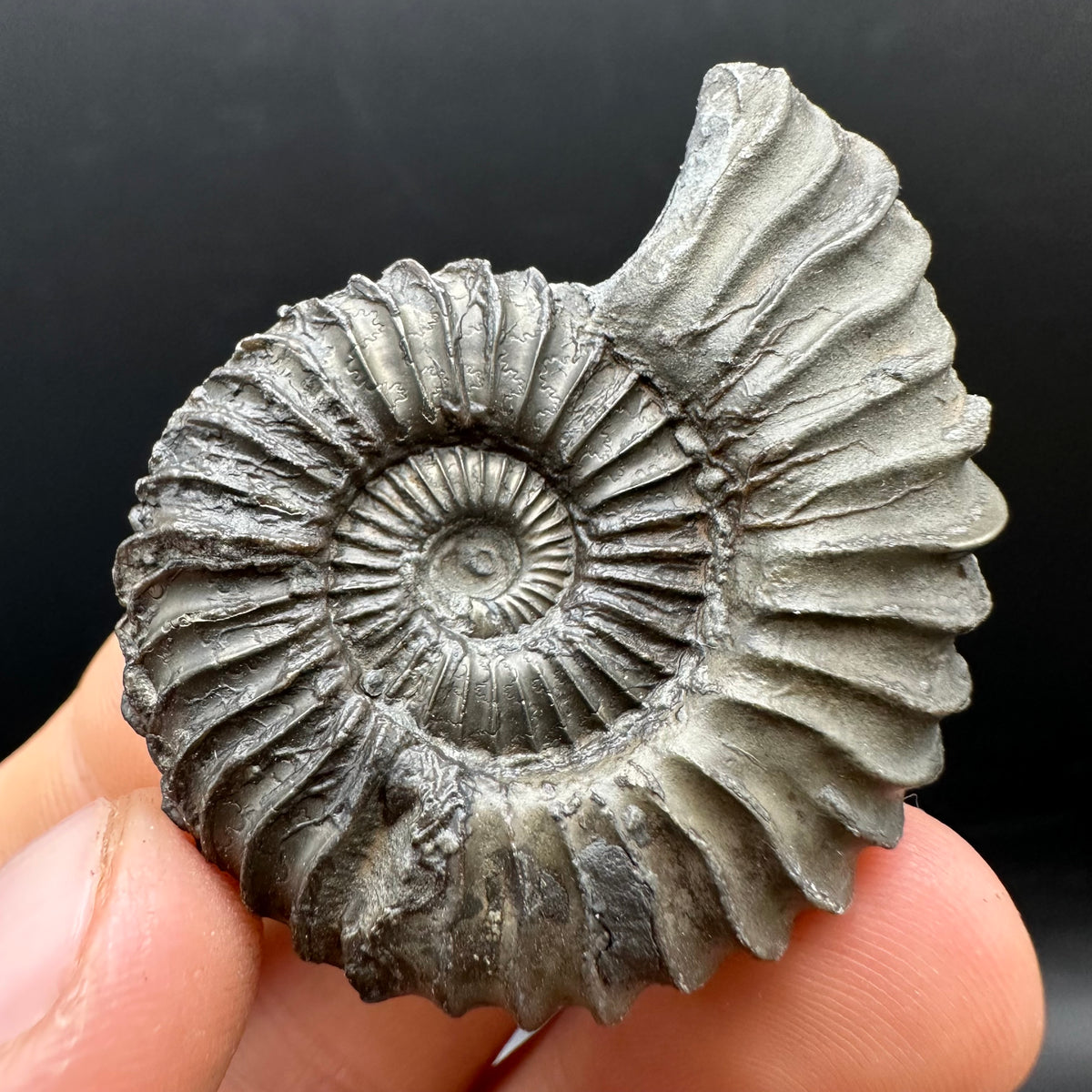 Schlothemia sp. ammonite fossil with box and stand - Whitby, North Yorkshire Jurassic Coast, Yorkshire fossils