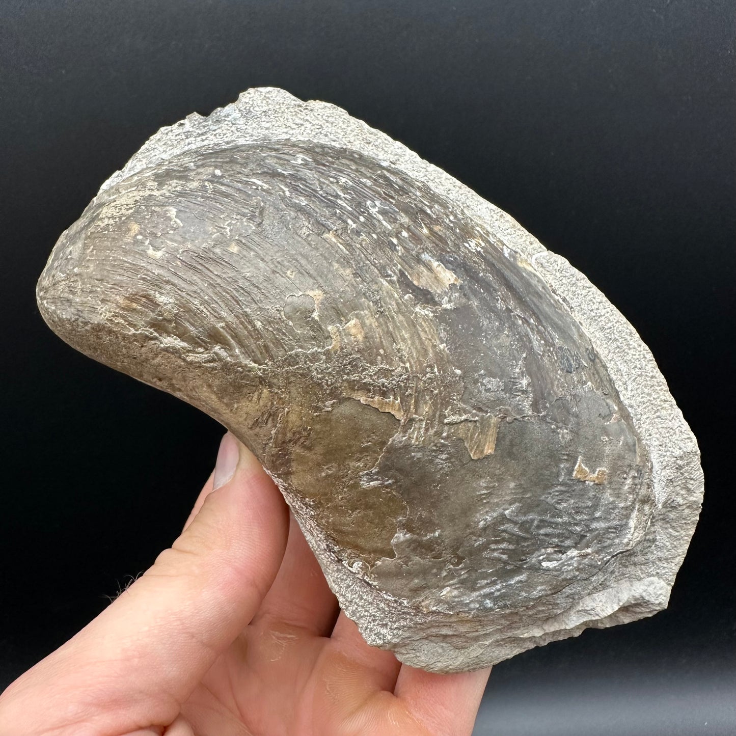 Shell fossil with stand - Whitby, North Yorkshire, Jurassic Coast, Yorkshire Fossils