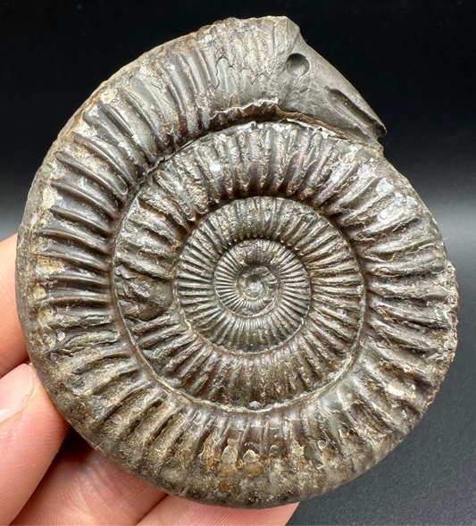 Snakestone Ammonite Fossil With Bag/Box And Stand - Whitby, North Yorkshire Jurassic Coast Yorkshire Fossils