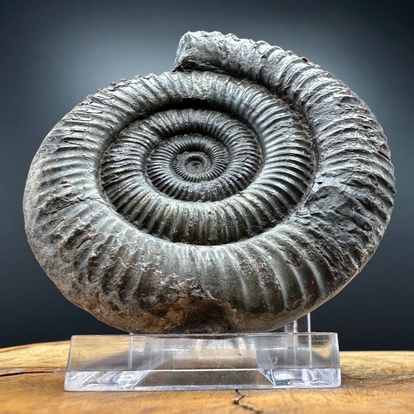 Dactylioceras Ammonite Fossil With box and Stand - Whitby, North Yorkshire Jurassic Coast Yorkshire Fossils
