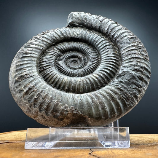 Dactylioceras Ammonite Fossil With box and Stand - Whitby, North Yorkshire Jurassic Coast Yorkshire Fossils