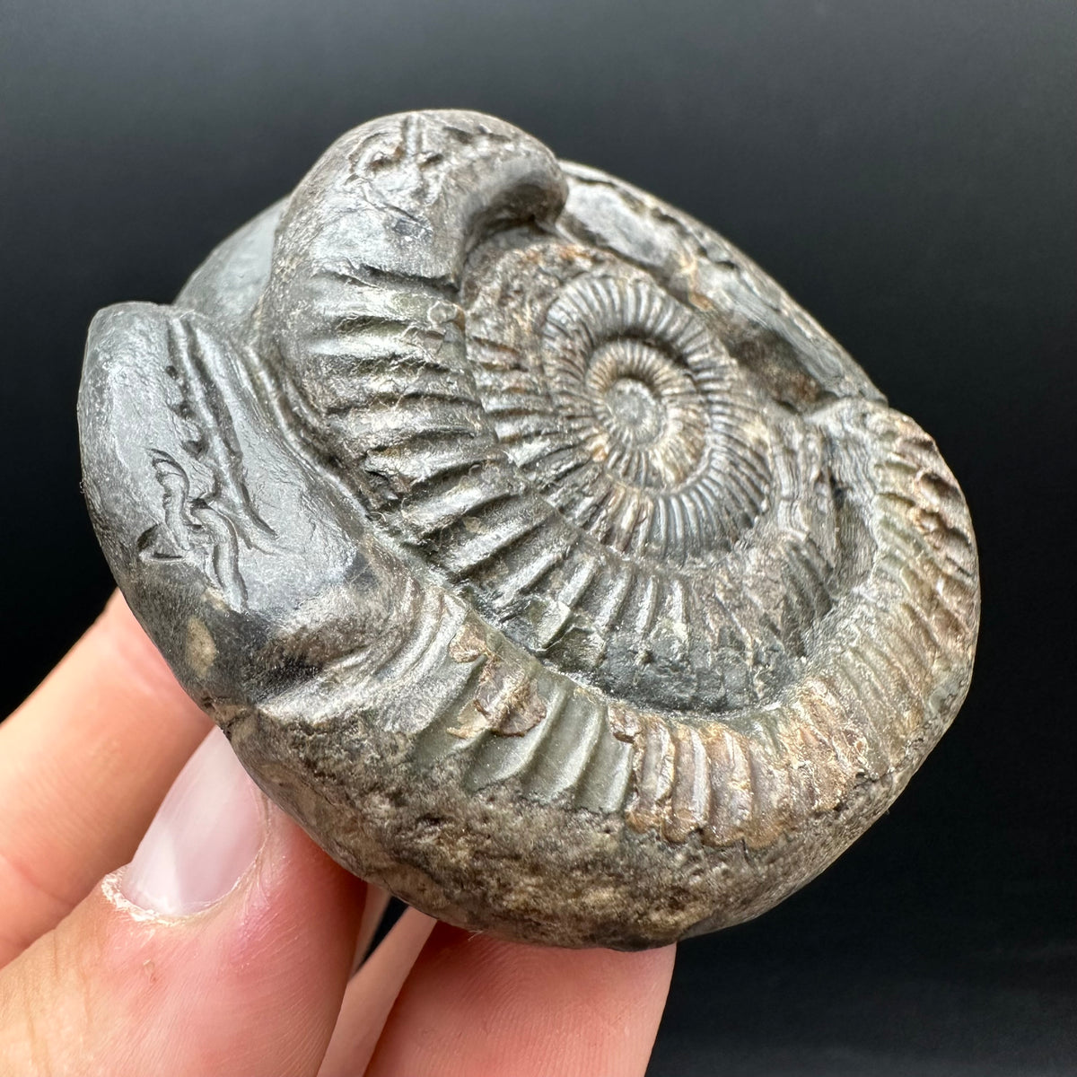 Hydra Snakestone Ammonite Fossil With Bag/Box And Stand - Whitby, North Yorkshire Jurassic Coast Yorkshire Fossils