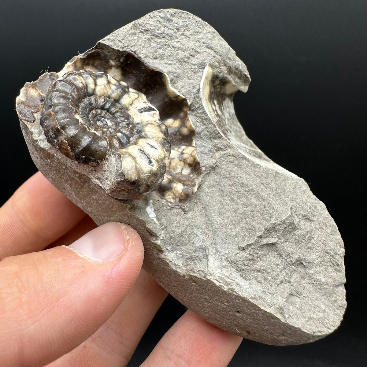 Androgynoceras maculatum ammonite fossil with box and stand - Whitby, North Yorkshire Jurassic Coast Yorkshire Fossils