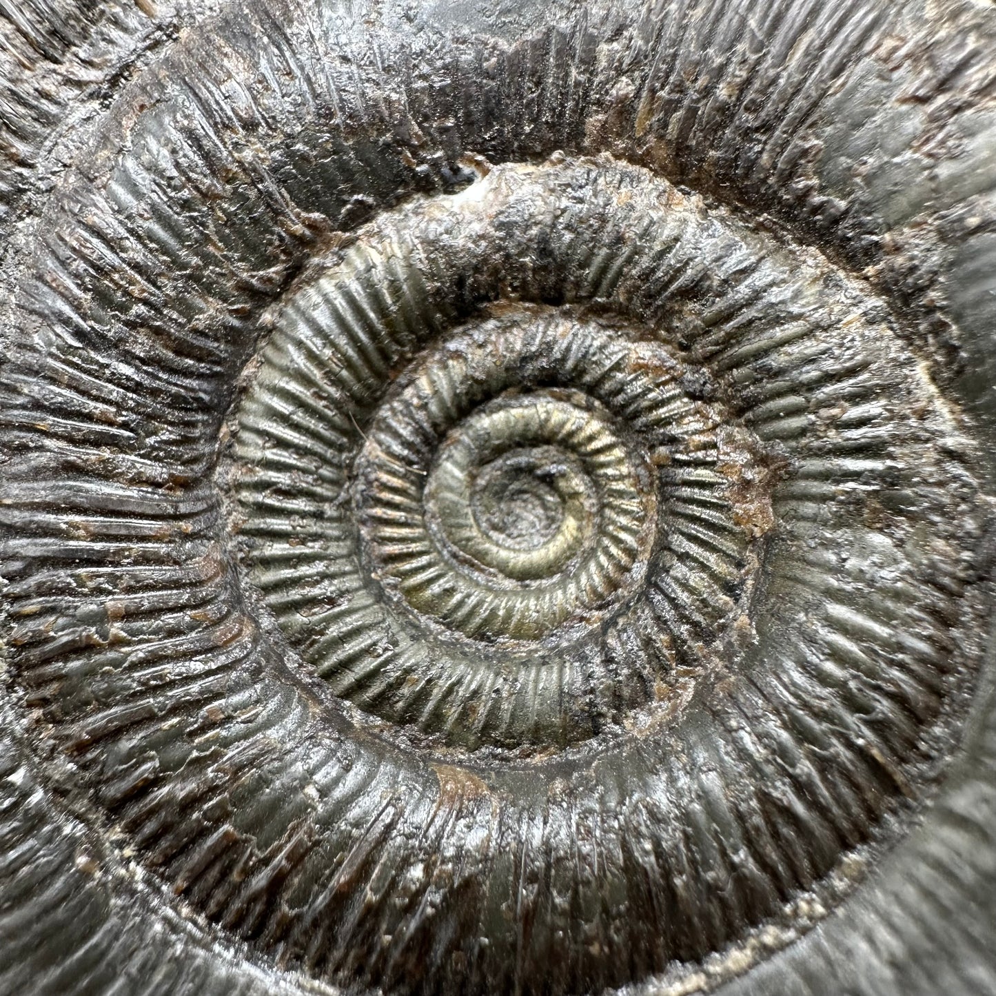 Dactylioceras tenuicostatum Ammonite fossil with box and stand - Whitby, North Yorkshire Jurassic Coast