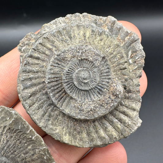 Dactylioceras imprint (negative) bundle ammonite shell fossil with box - Whitby, North Yorkshire, Yorkshire Fossils