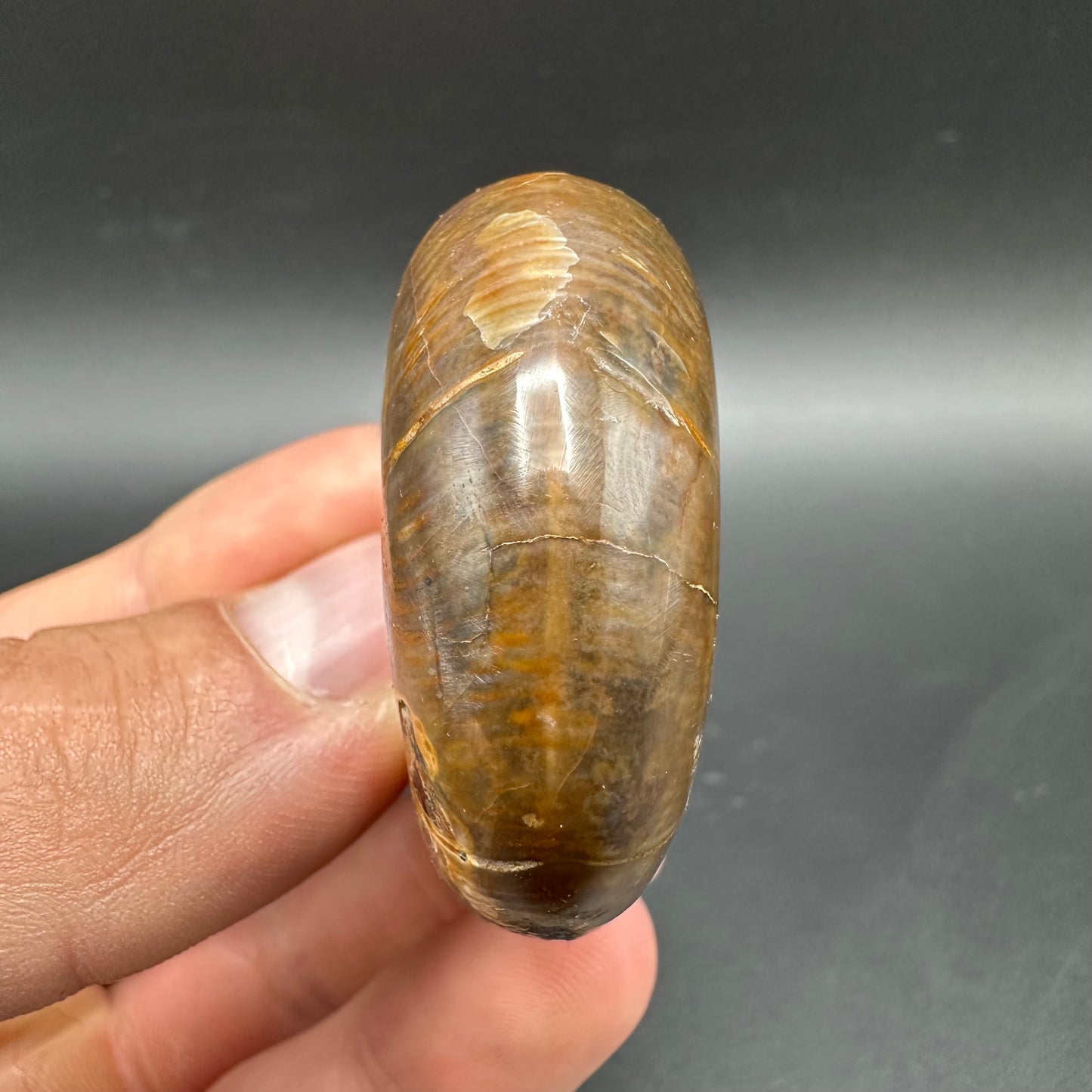 Puzosia Ammonite Fossil With Box And Stand - Cretaceous Ammonite Madagascar