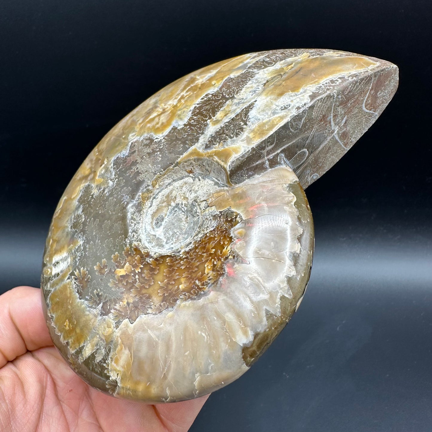 Cleoniceras Ammonite Fossil With Stand - Cretaceous Ammonite Madagascar