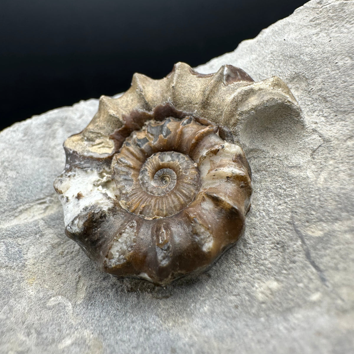 Oistoceras figulinum ammonite fossil with box and stand - Whitby, North Yorkshire Jurassic Coast Yorkshire Fossils
