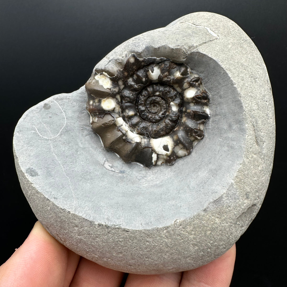 Androgynoceras maculatum ammonite fossil with stand - Whitby, North Yorkshire Jurassic Coast Yorkshire Fossils
