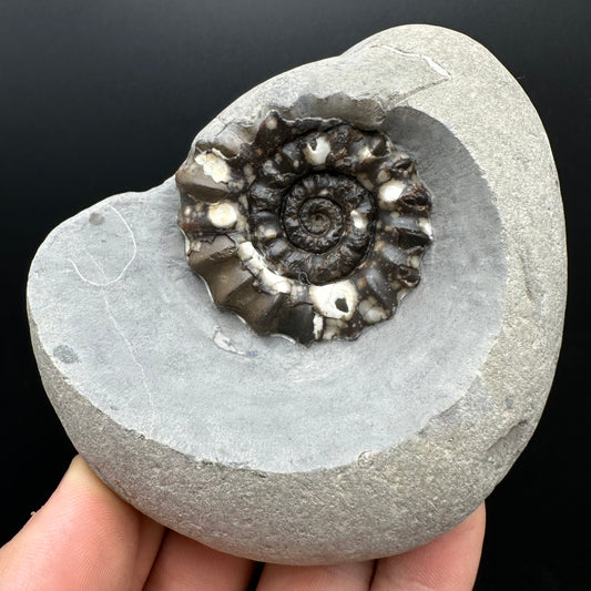 Androgynoceras maculatum ammonite fossil with stand - Whitby, North Yorkshire Jurassic Coast Yorkshire Fossils