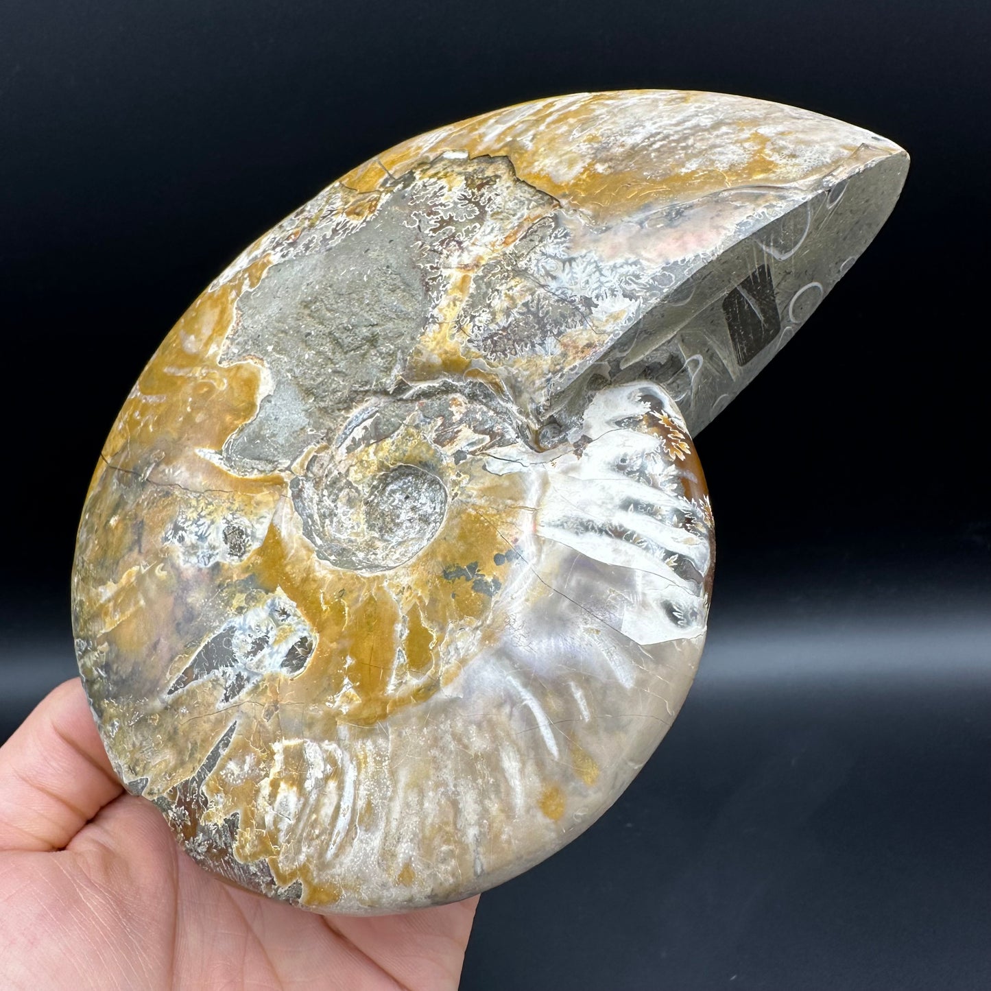 Cleoniceras Ammonite Fossil With Stand - Cretaceous Ammonite Madagascar