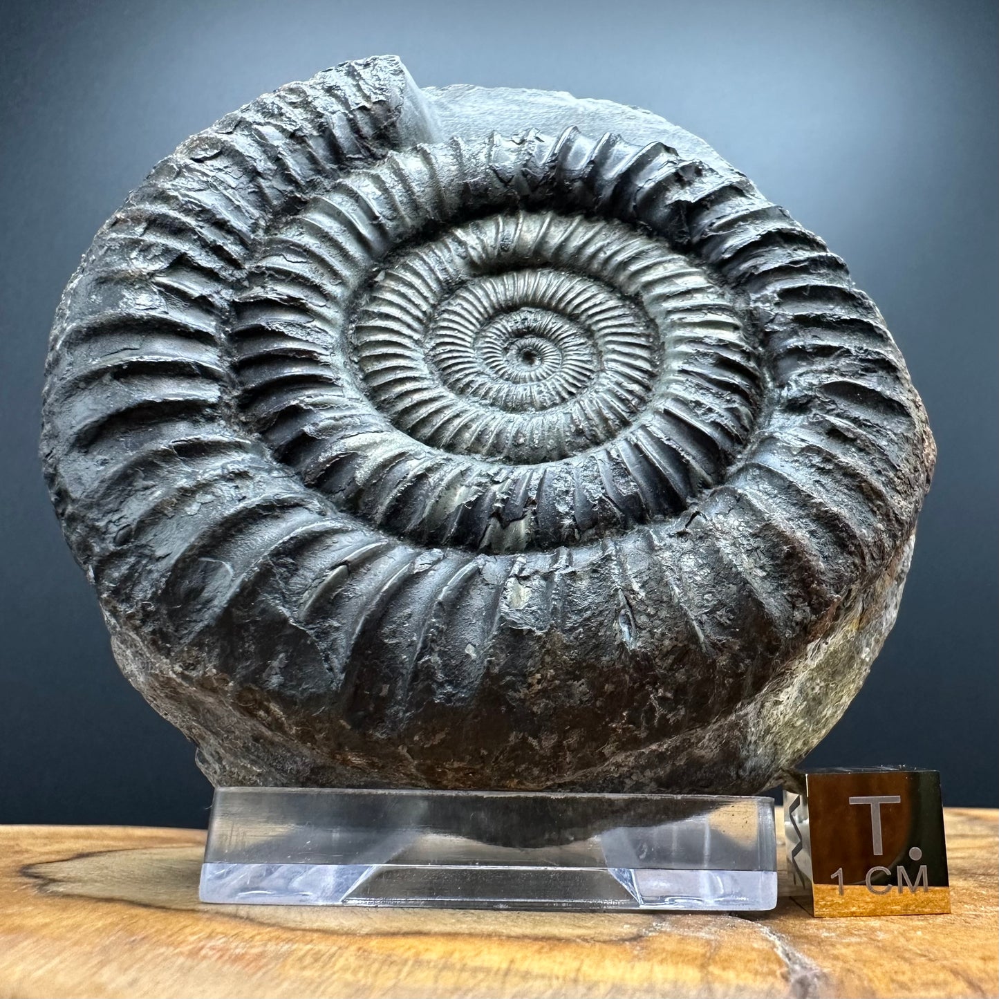 Golden Dactylioceras Ammonite Fossil With box and Stand - Whitby, North Yorkshire Jurassic Coast Yorkshire Fossils