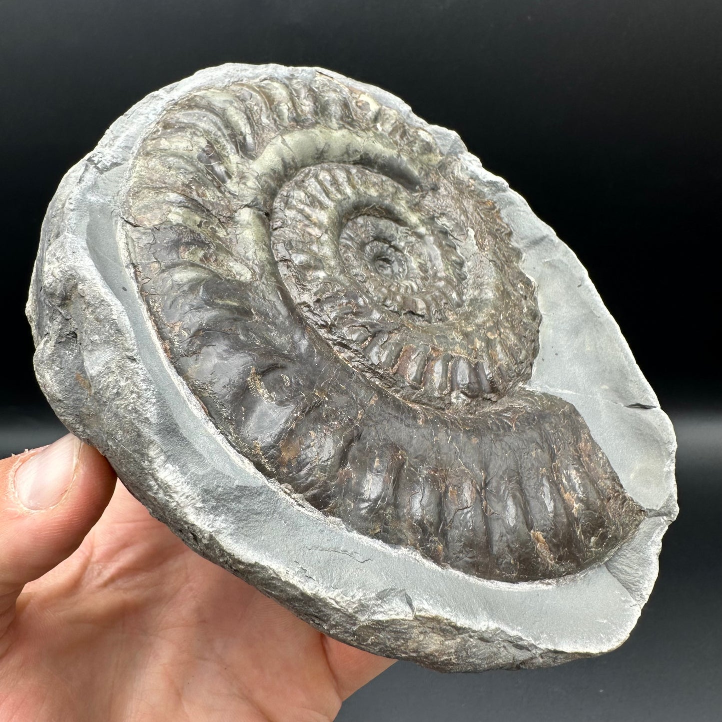 Hildoceras lusitanicum Ammonite nodule (split pair) Fossil With Stand - Whitby, North Yorkshire Jurassic Coast Yorkshire Fossils