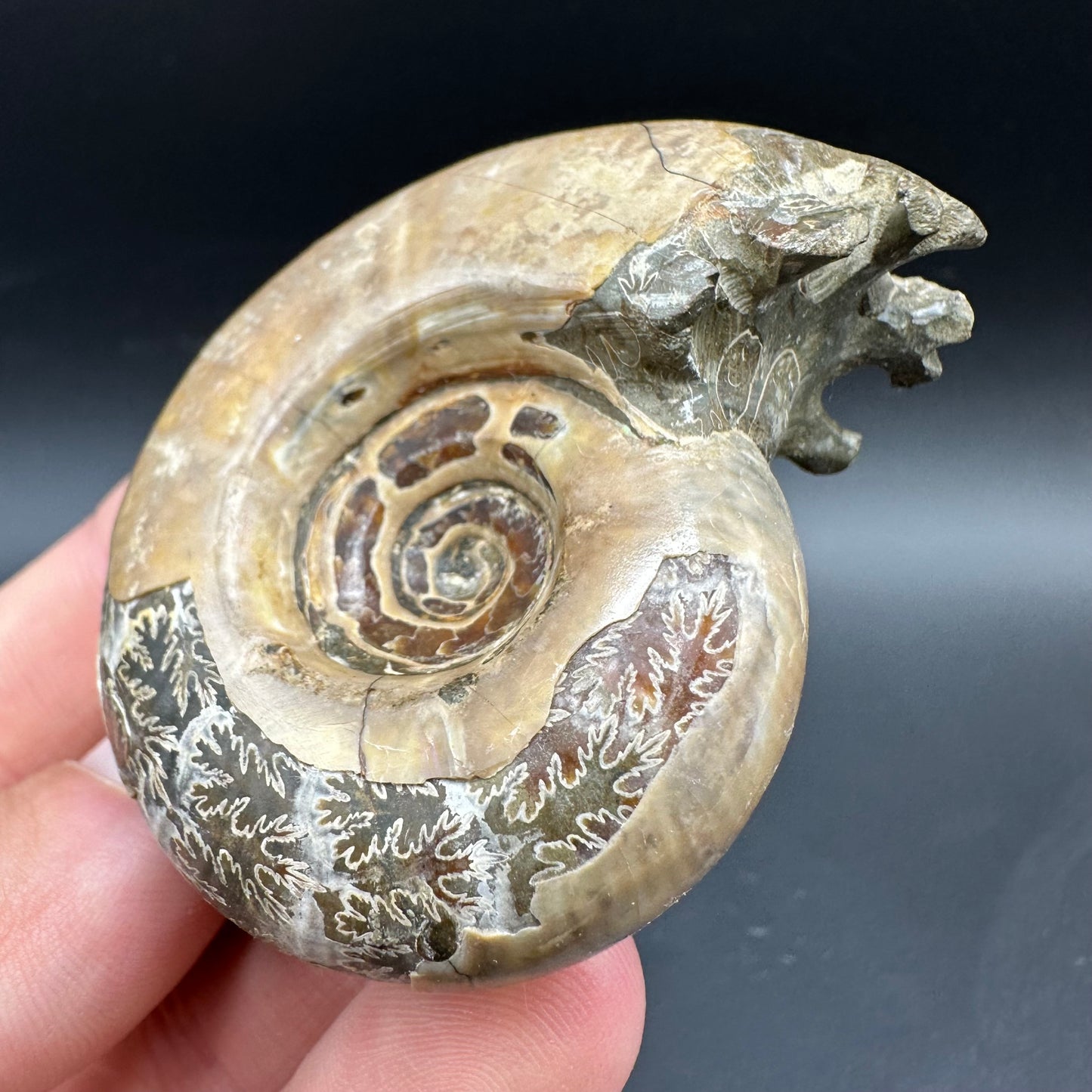 Puzosia Ammonite Fossil With Box And Stand - Cretaceous Ammonite Madagascar