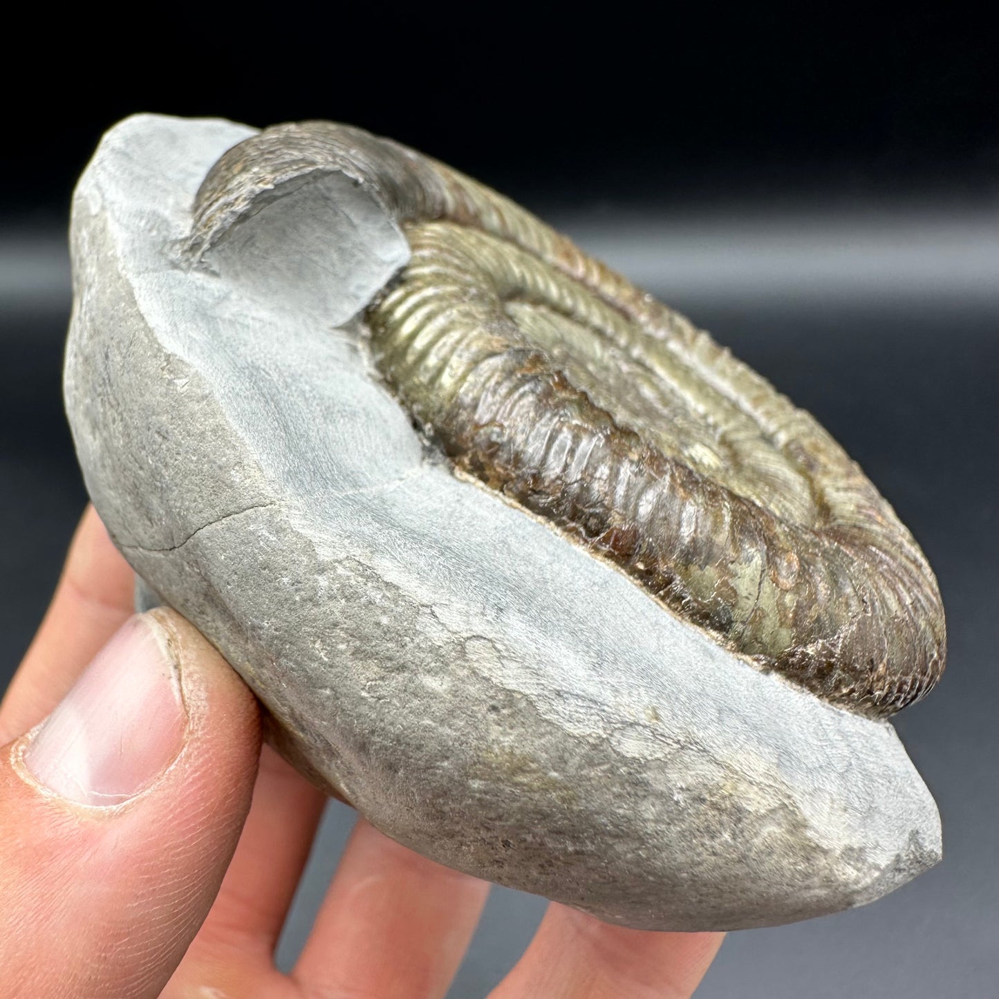 Dactylioceras Ammonite Fossil With Box And Stand - Whitby, North Yorkshire Jurassic Coast Yorkshire Fossils