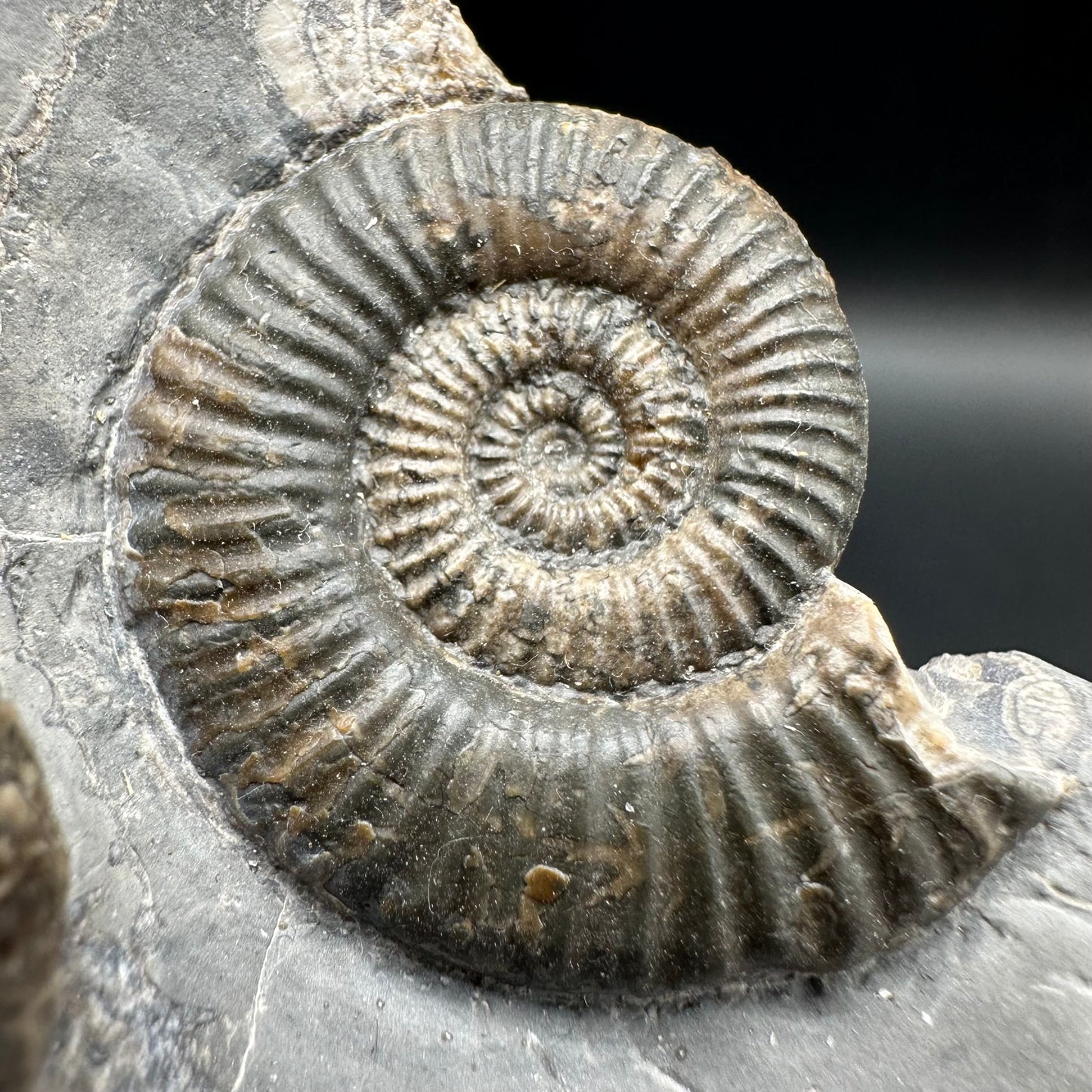 Zugodactylites ammonite fossil with box and stand - Whitby, North Yorkshire Jurassic Coast, Yorkshire fossils