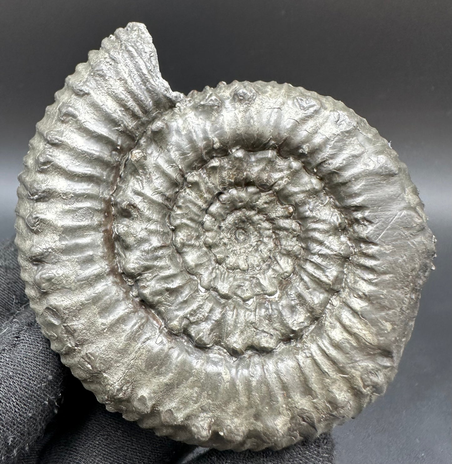 Peronoceras Sp. Ammonite fossil with box and stand - Whitby, North Yorkshire Jurassic Coast Yorkshire Fossils