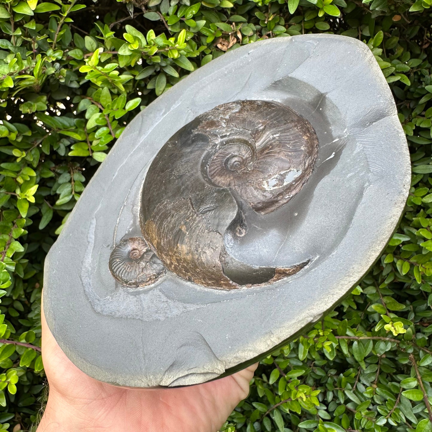 Our Largest Golden Egg! (GENUINE) Ammonite Fossil With Stand - Whitby, North Yorkshire Jurassic Coast Yorkshire Fossils
