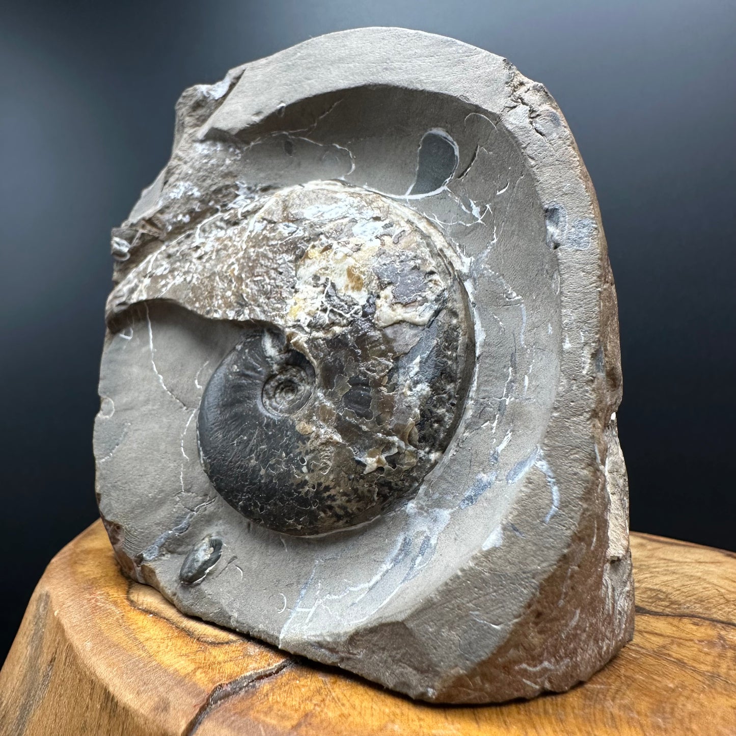 Amauroceras sp. ammonite fossil with stand - Whitby, North Yorkshire, Jurassic Coast, Yorkshire Fossils