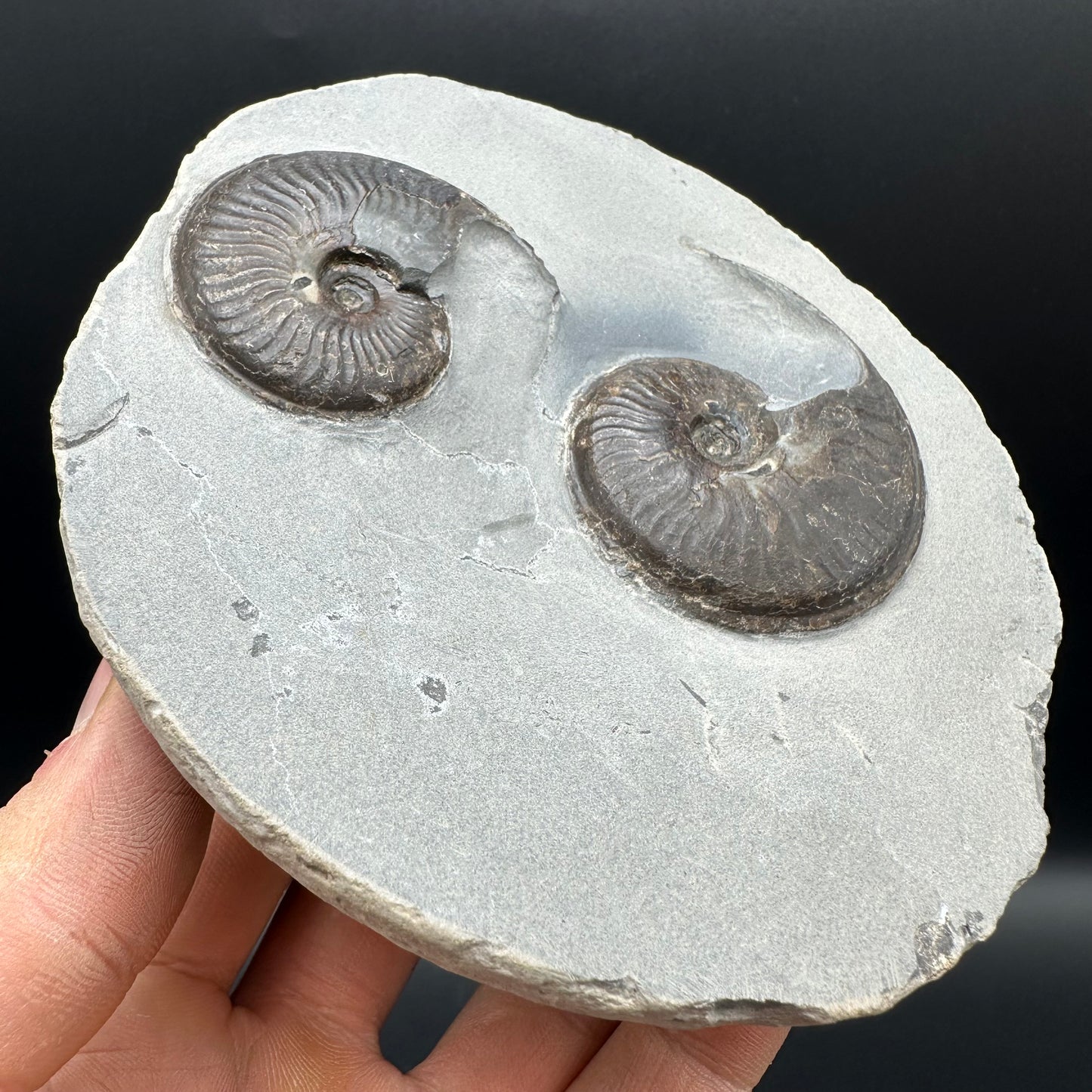 Eleganticeras Elegantulum Ammonite fossil with box and stand - Whitby, North Yorkshire Jurassic Coast, Yorkshire Fossils