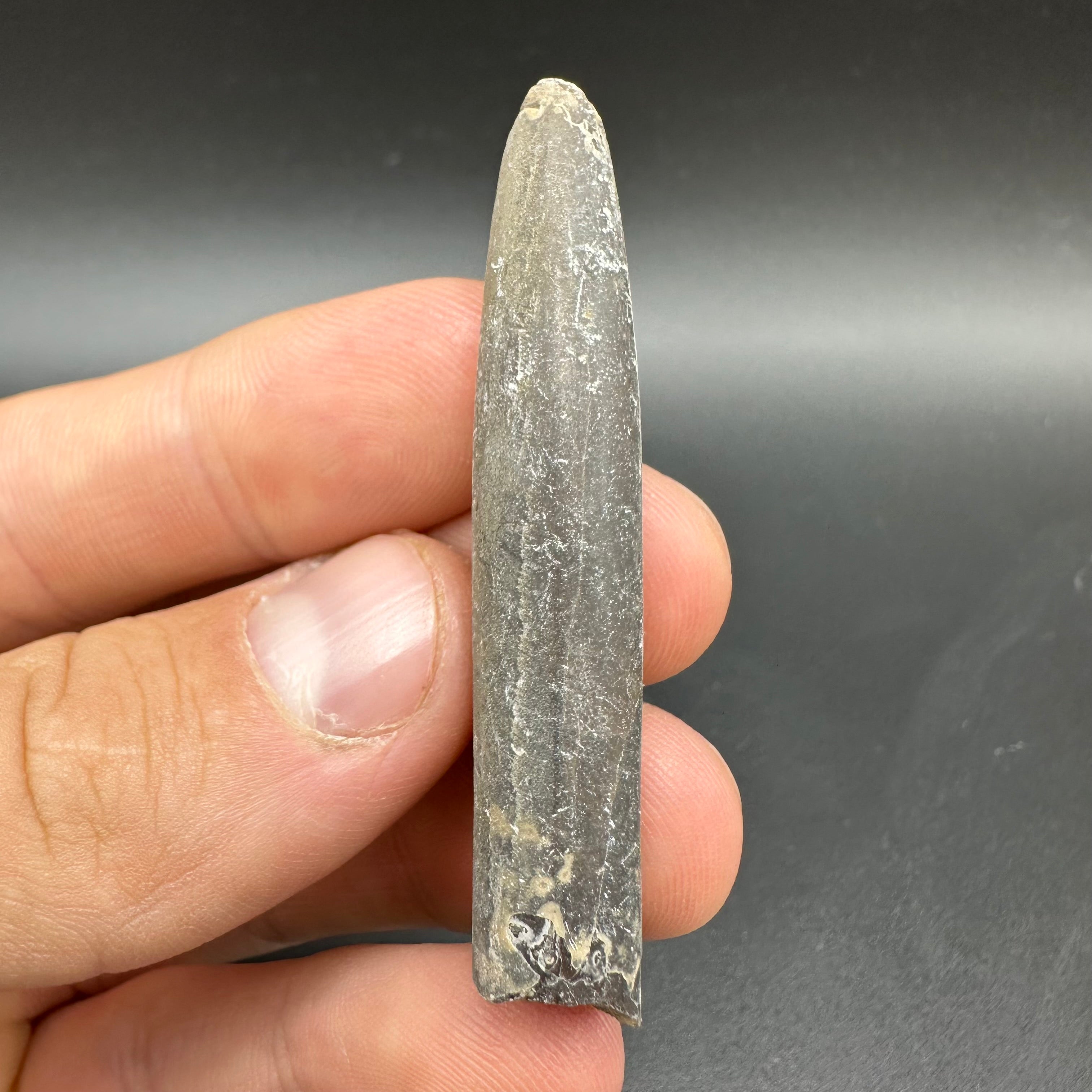 Belemnite (Fossil Squid) shell fossil - Whitby, North Yorkshire Jurass ...