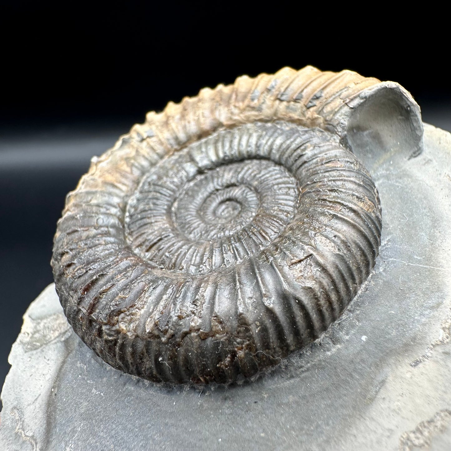 Dactylioceras Ammonite Fossil With Box And Stand - Whitby, North Yorkshire Jurassic Coast Yorkshire Fossils