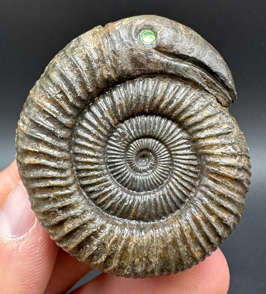 Snakestone Ammonite Fossil With Bag/Box And Stand - Whitby, North Yorkshire Jurassic Coast Yorkshire Fossils