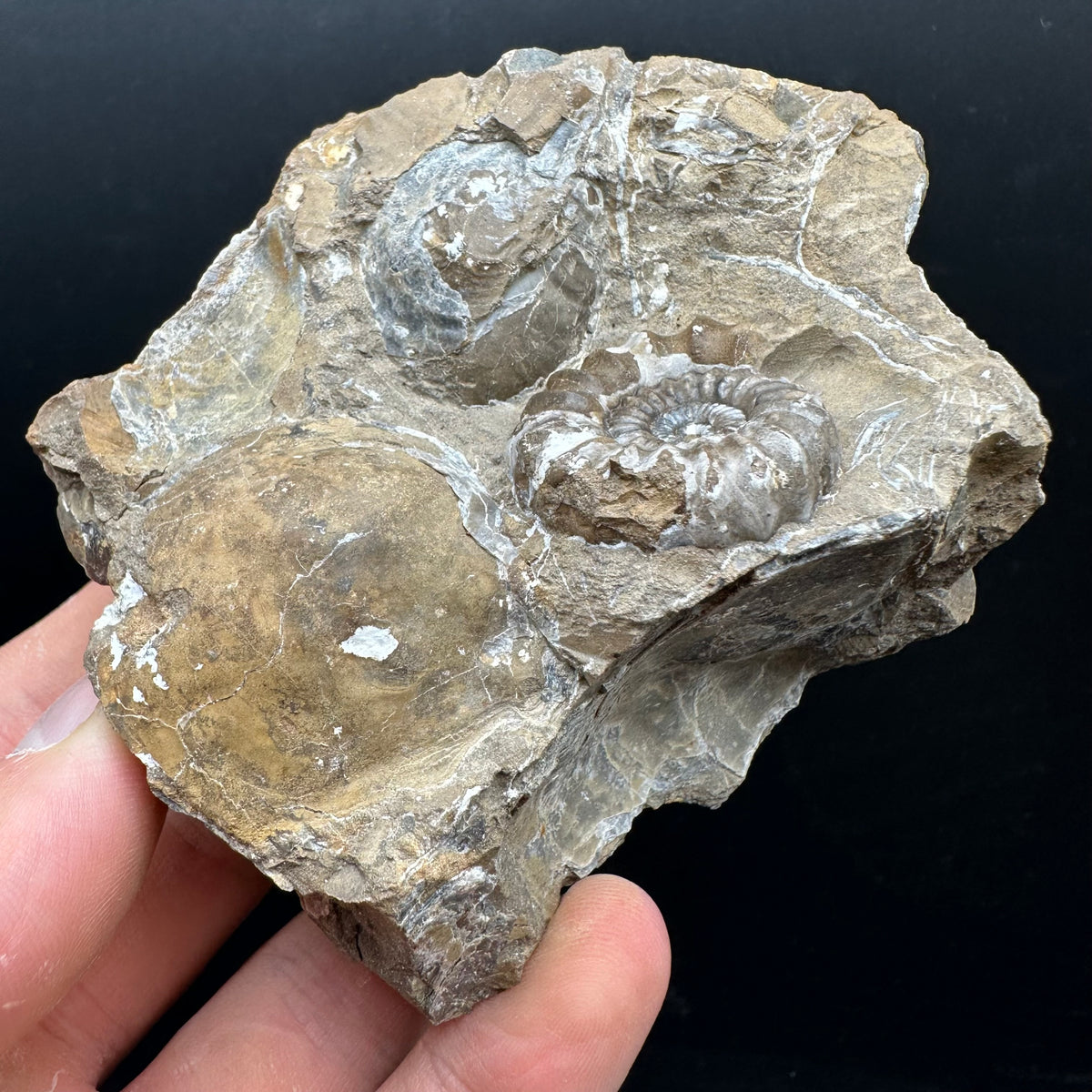 Androgynoceras capricornus Ammonite Fossil With Stand - Whitby, North Yorkshire Jurassic Coast Yorkshire Fossils