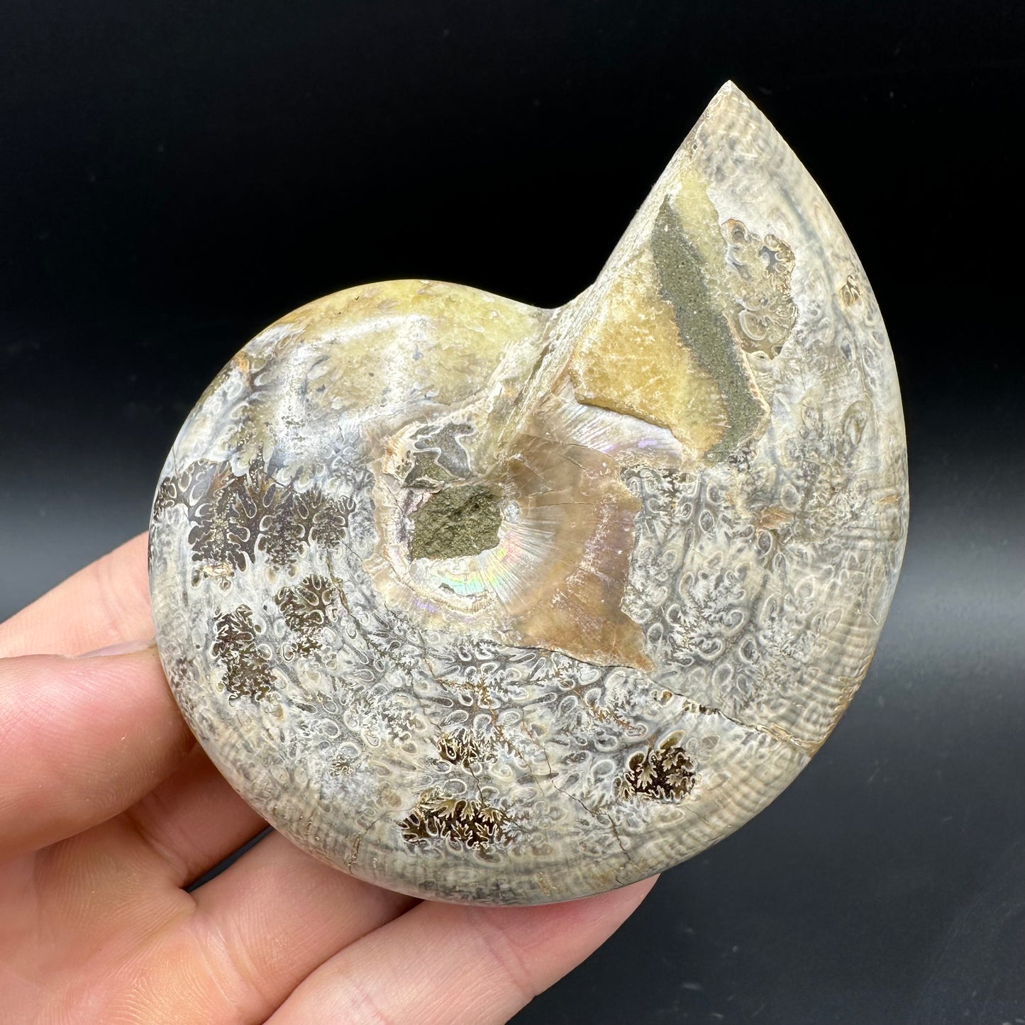 Phylloceras Ammonite Fossil With Box And Stand - Cretaceous Ammonite Madagascar