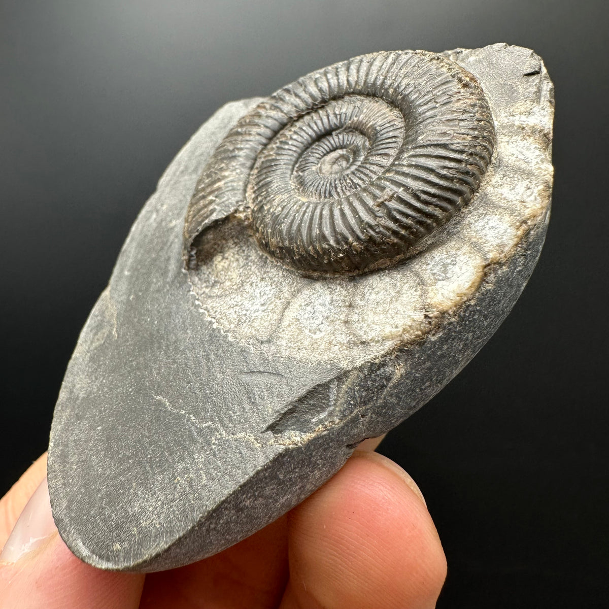 Dactylioceras Ammonite Fossil With box and Stand - Whitby, North Yorkshire Jurassic Coast Yorkshire Fossils