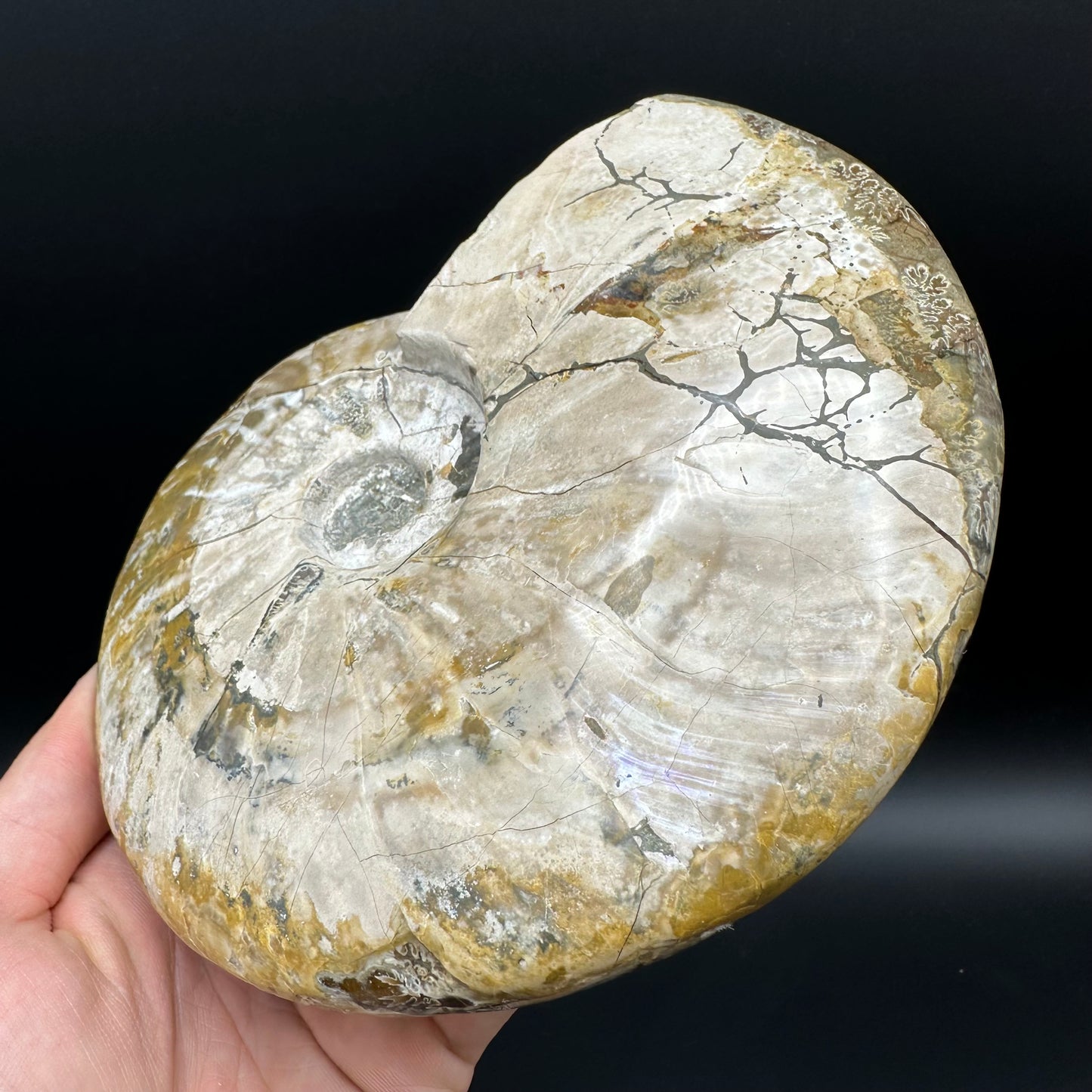 Cleoniceras Ammonite Fossil With Stand - Cretaceous Ammonite Madagascar