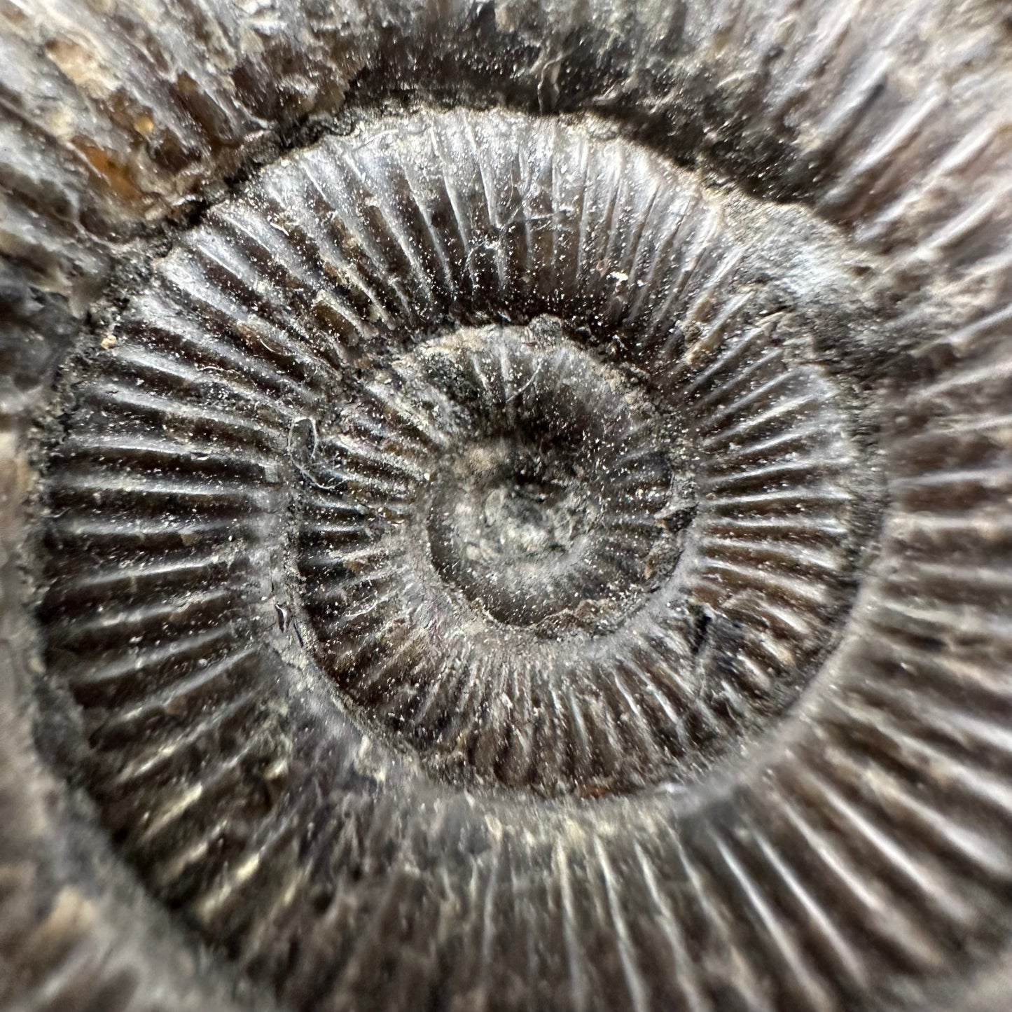 Dactylioceras Ammonite Fossil With Box And Stand - Whitby, North Yorkshire Jurassic Coast Yorkshire Fossils